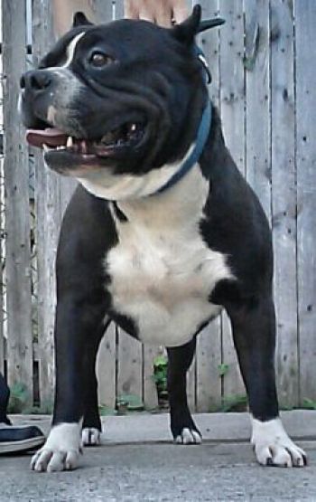 Photo of the dog