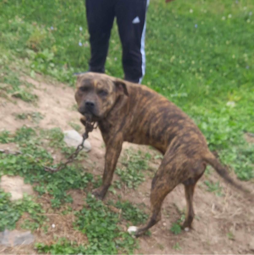 Photo of the dog