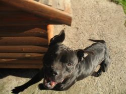 Photo of the dog