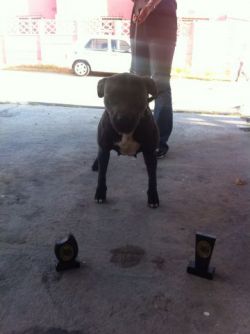 Photo of the dog