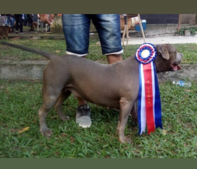 Photo of the dog
