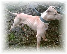 Photo of the dog