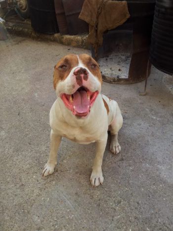 Photo of the dog