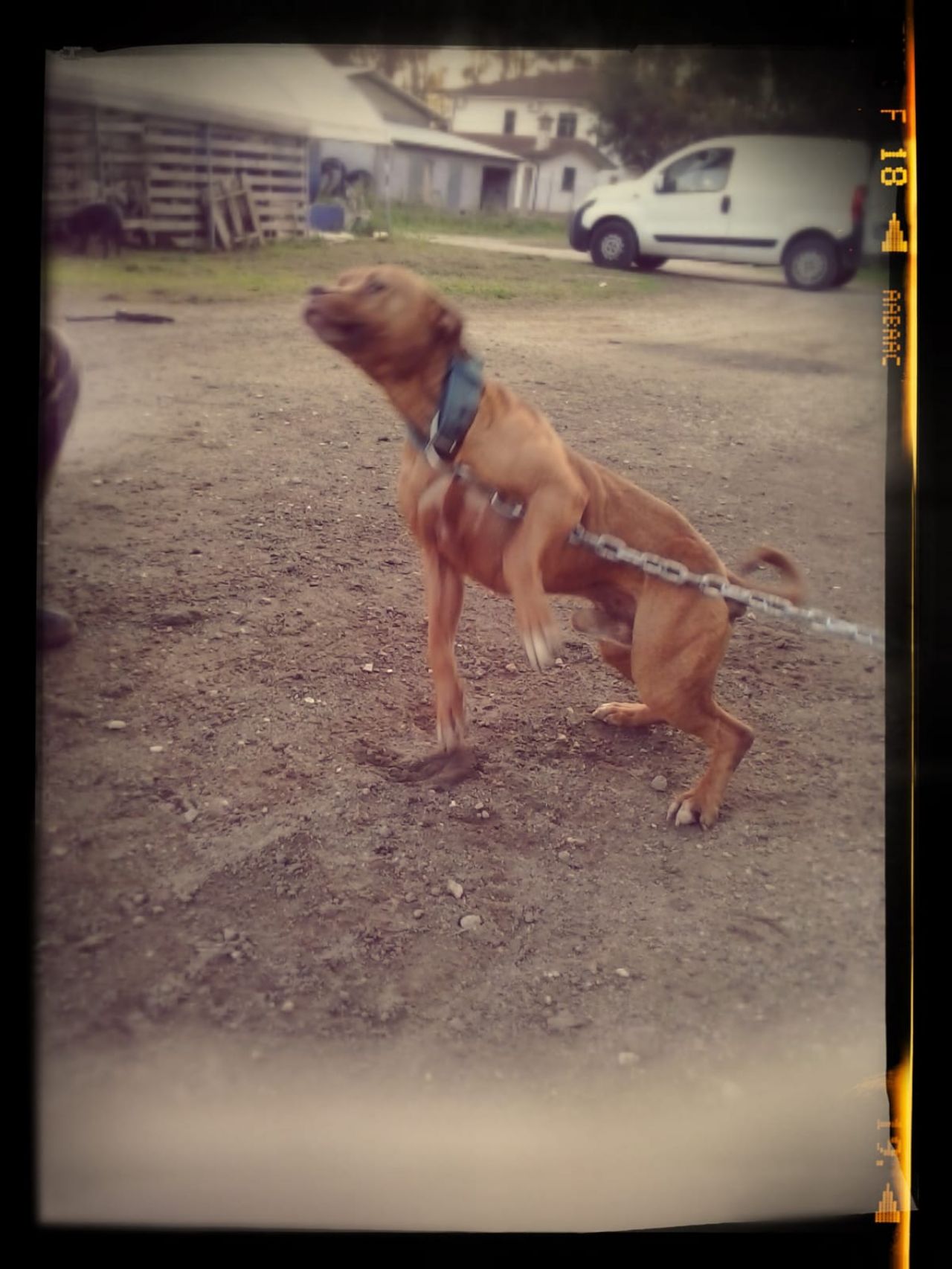 Photo of the dog