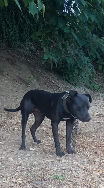 Photo of the dog