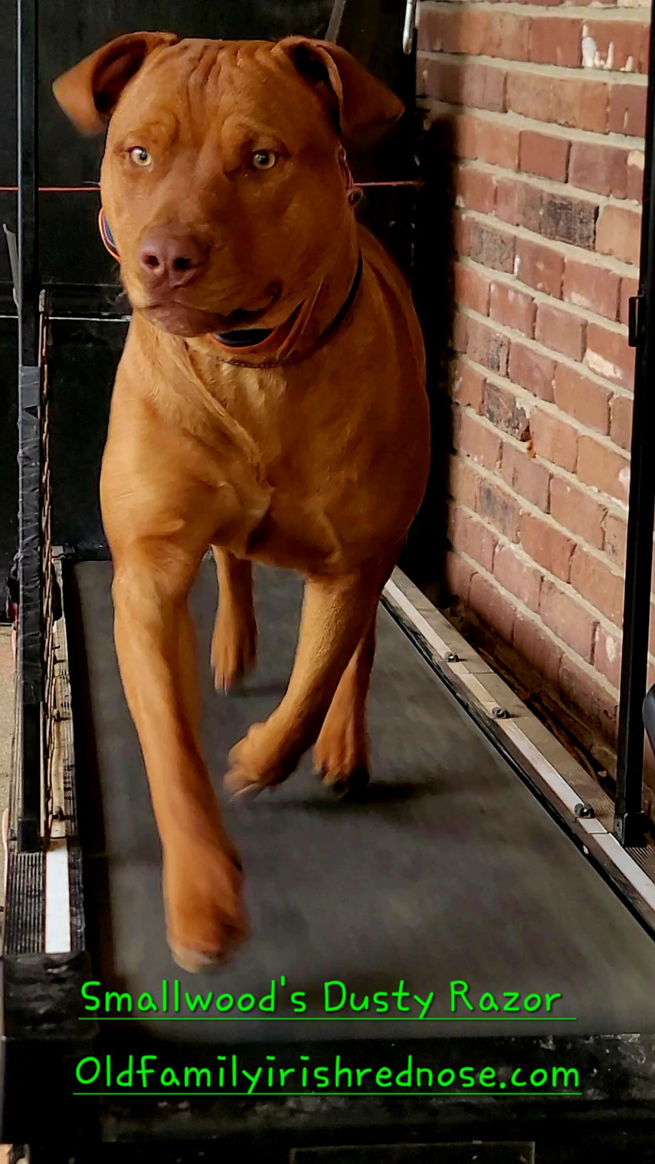 Photo of the dog
