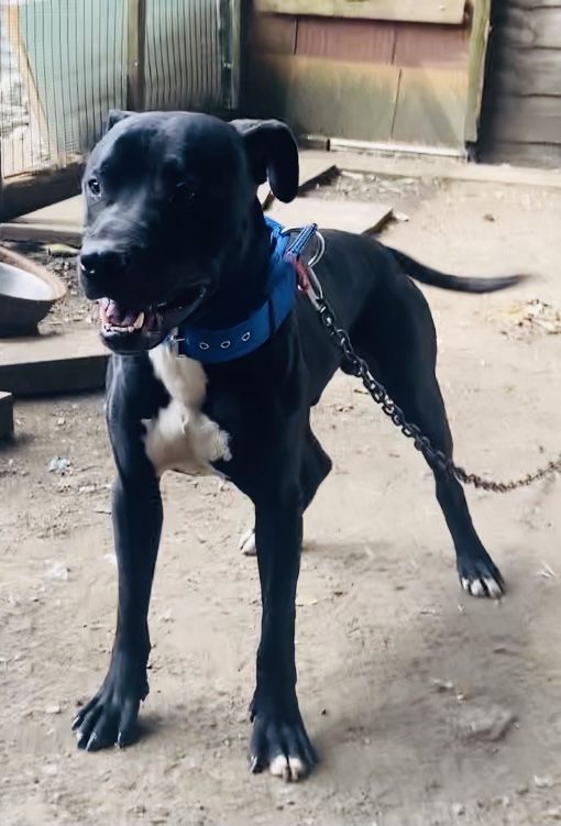 Photo of the dog