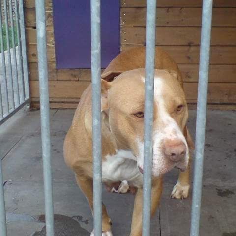 Photo of the dog