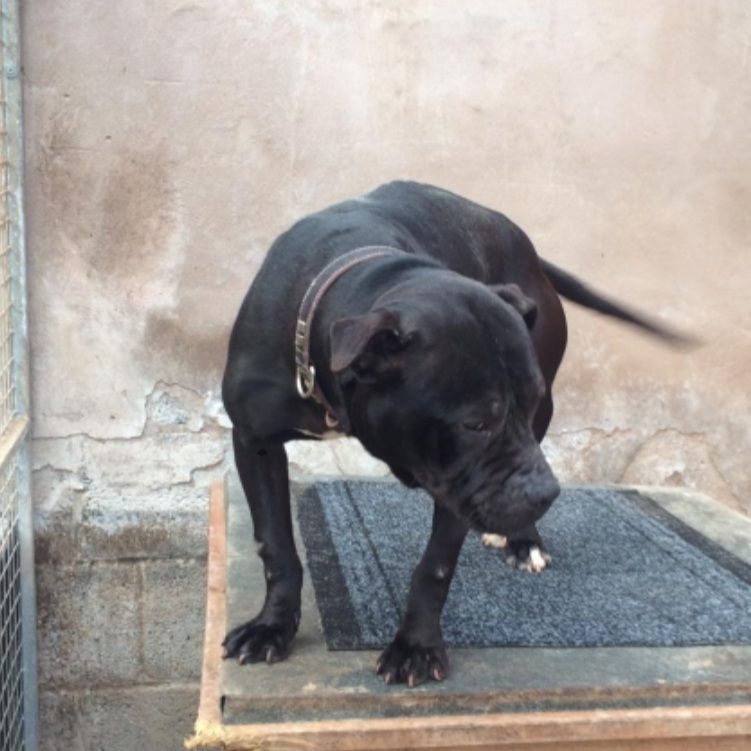 Photo of the dog