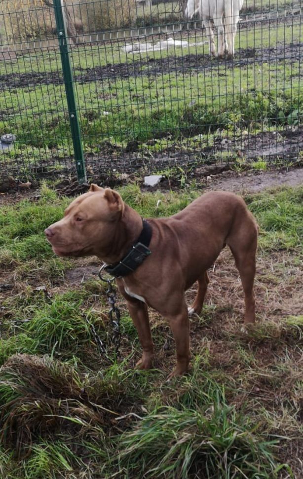 Photo of the dog