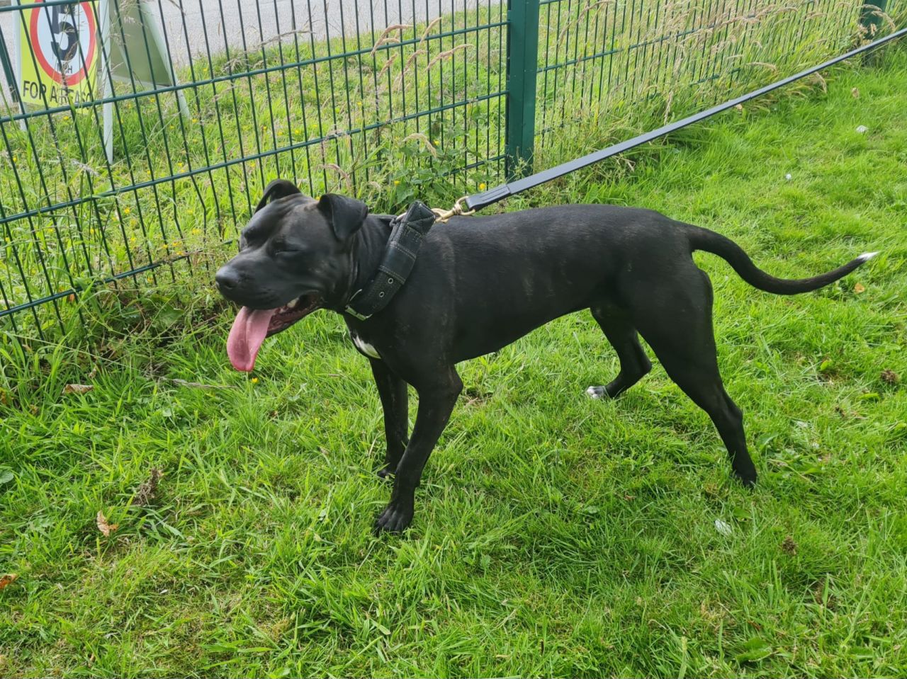Photo of the dog
