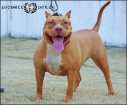 Photo of the dog