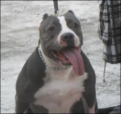 Photo of the dog