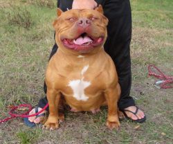 Photo of the dog