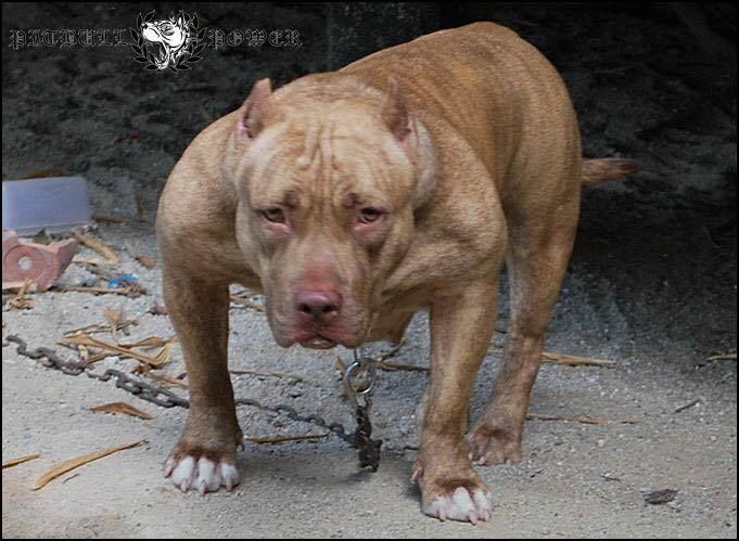 Photo of the dog