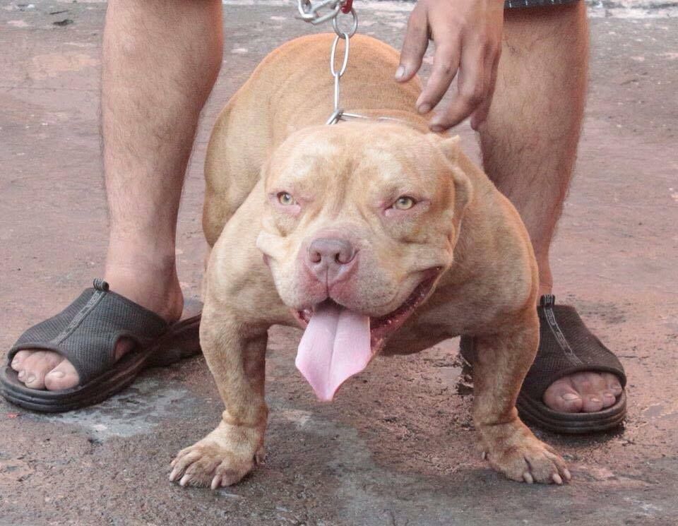 Photo of the dog