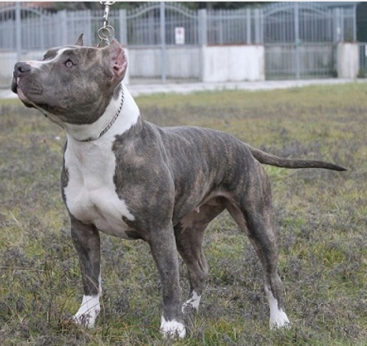 Photo of the dog