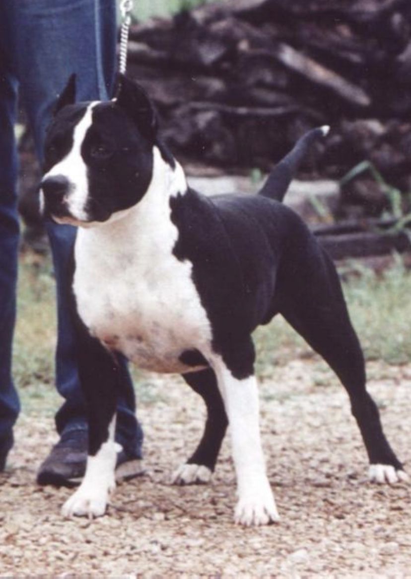 Photo of the dog