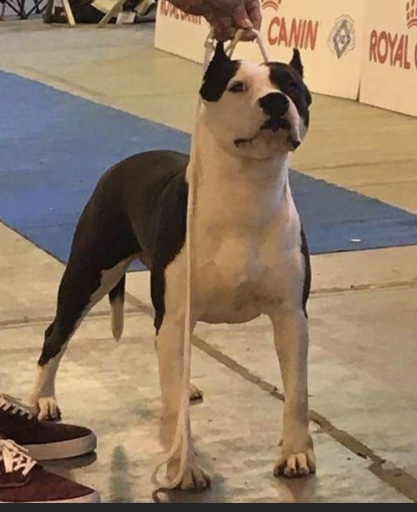 Photo of the dog