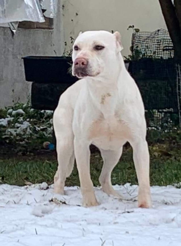 Photo of the dog