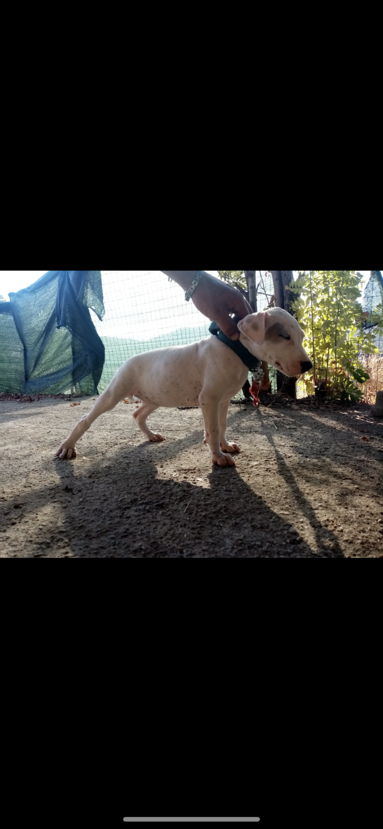 Photo of the dog