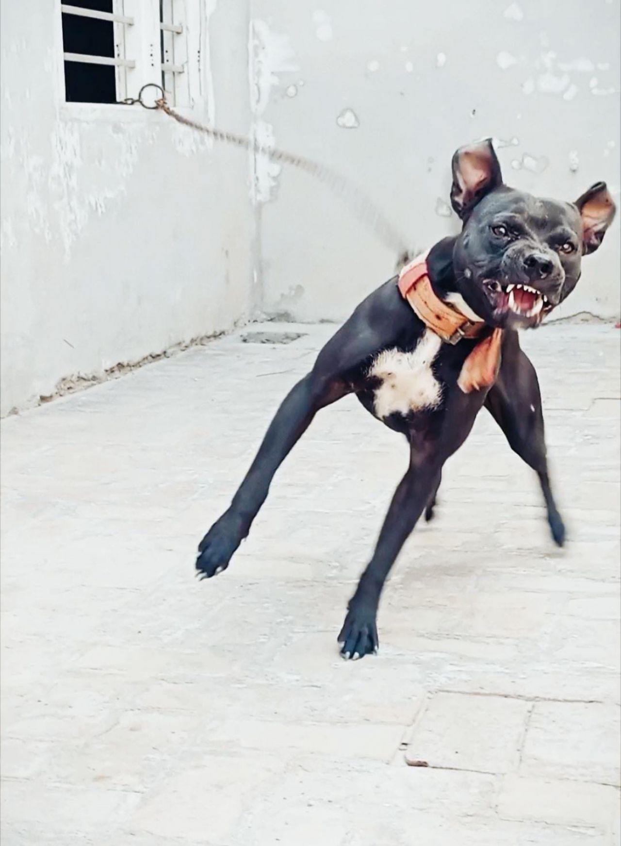 Photo of the dog