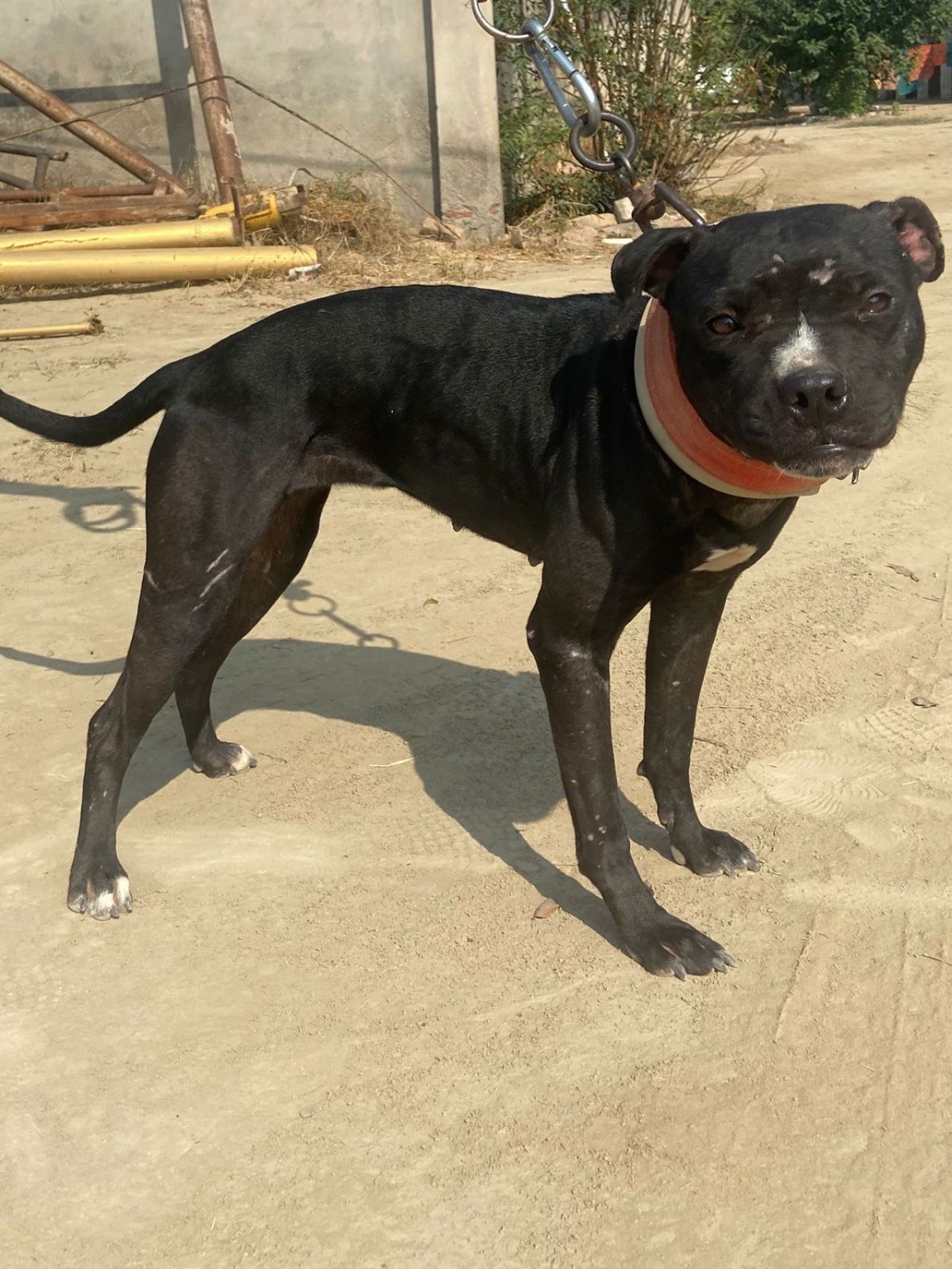 Photo of the dog