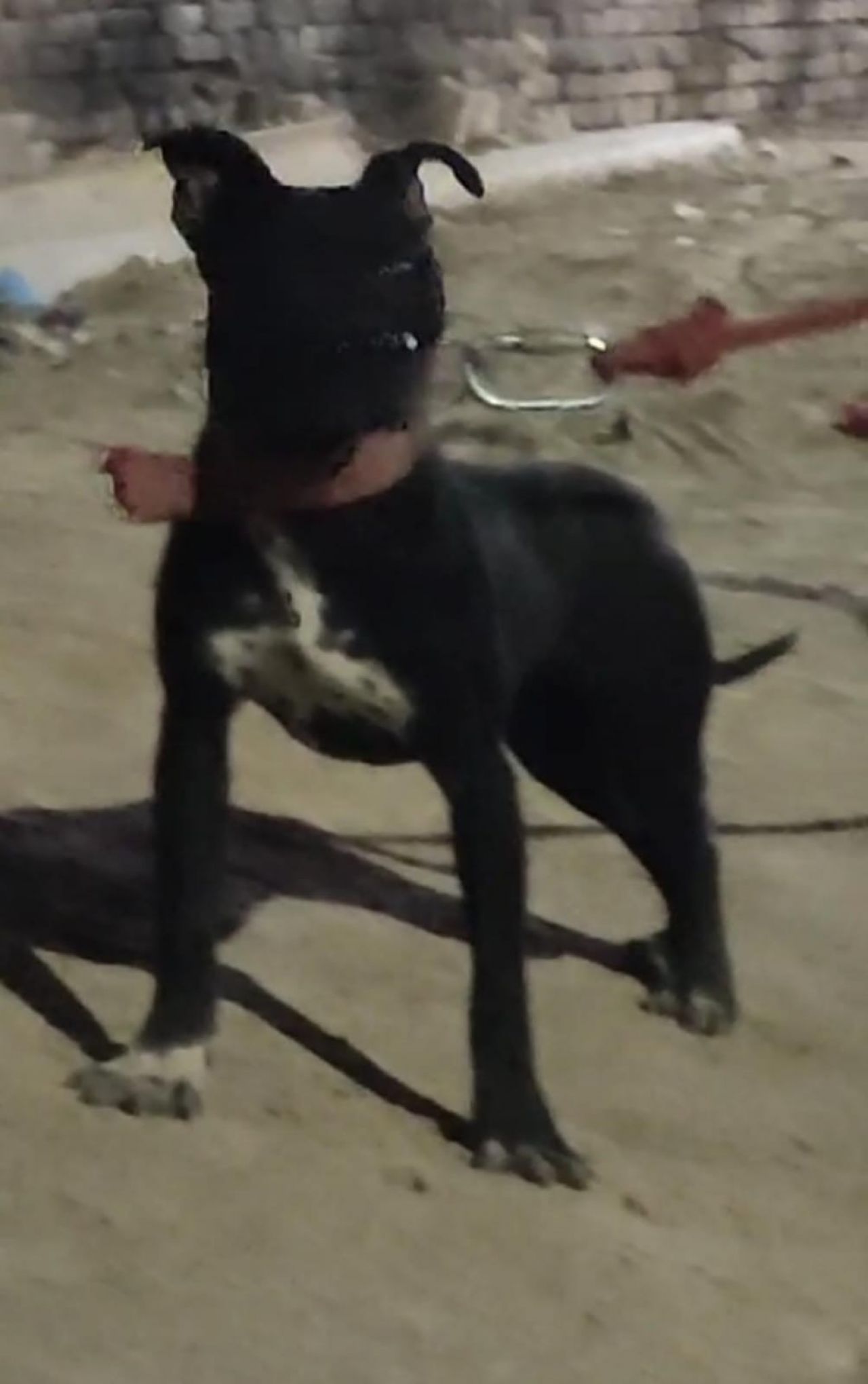 Photo of the dog