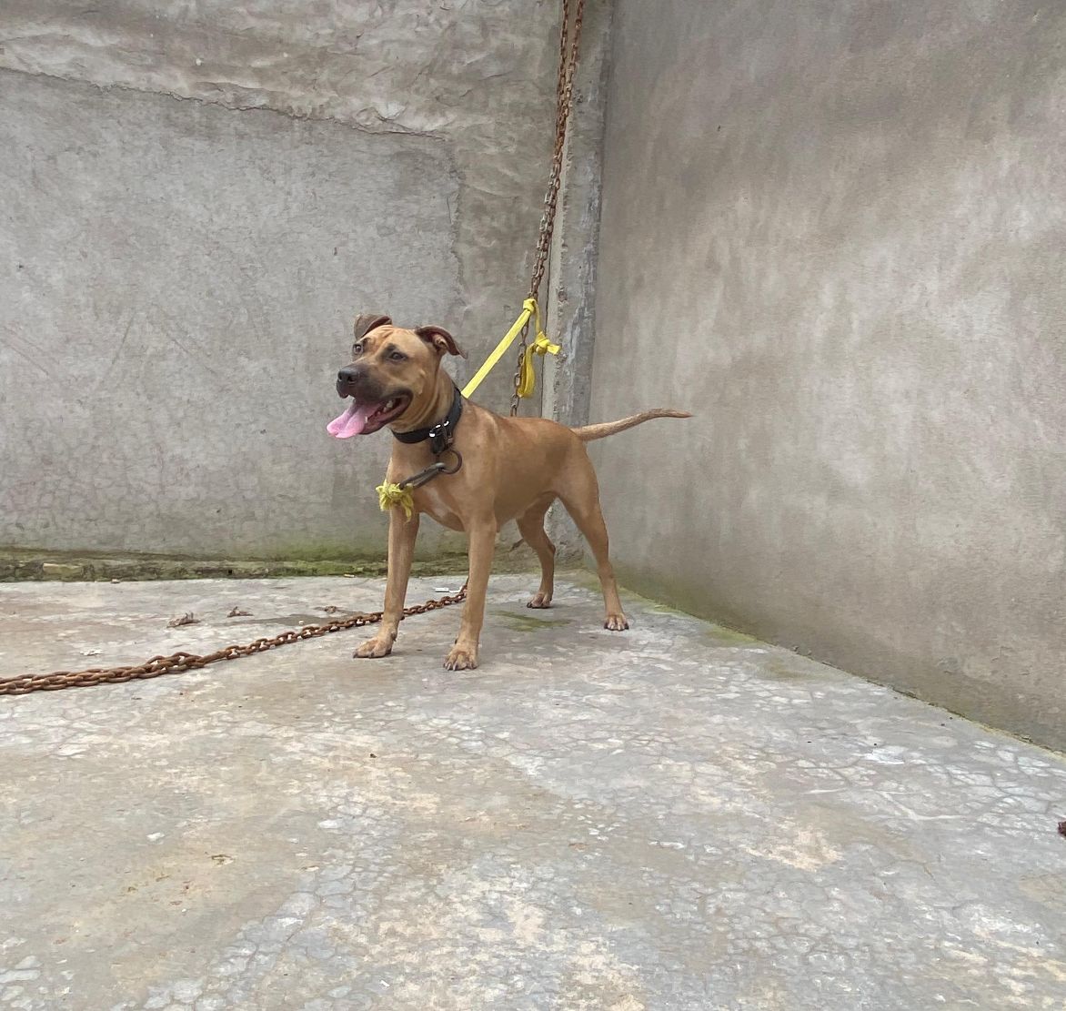 Photo of the dog