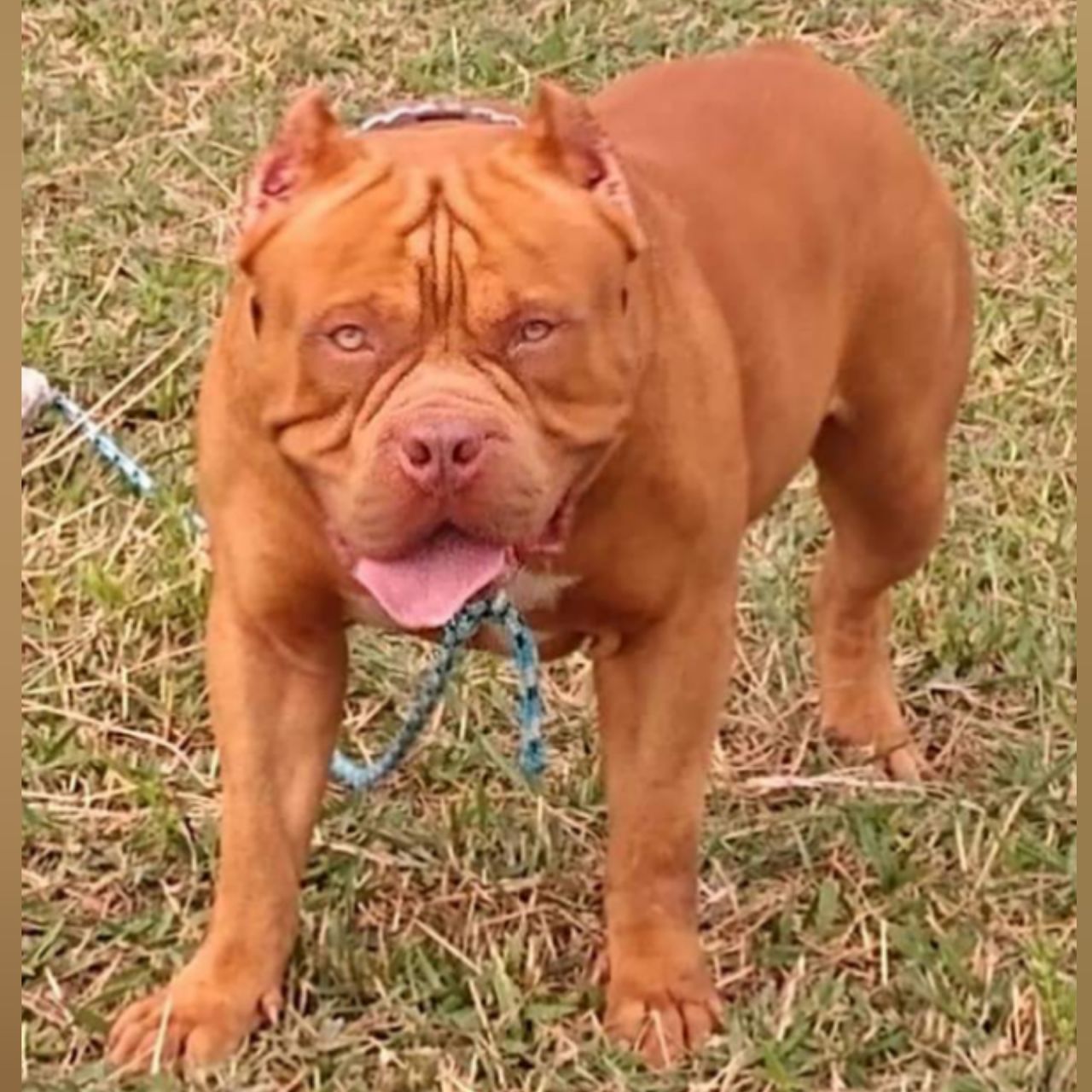 Photo of the dog