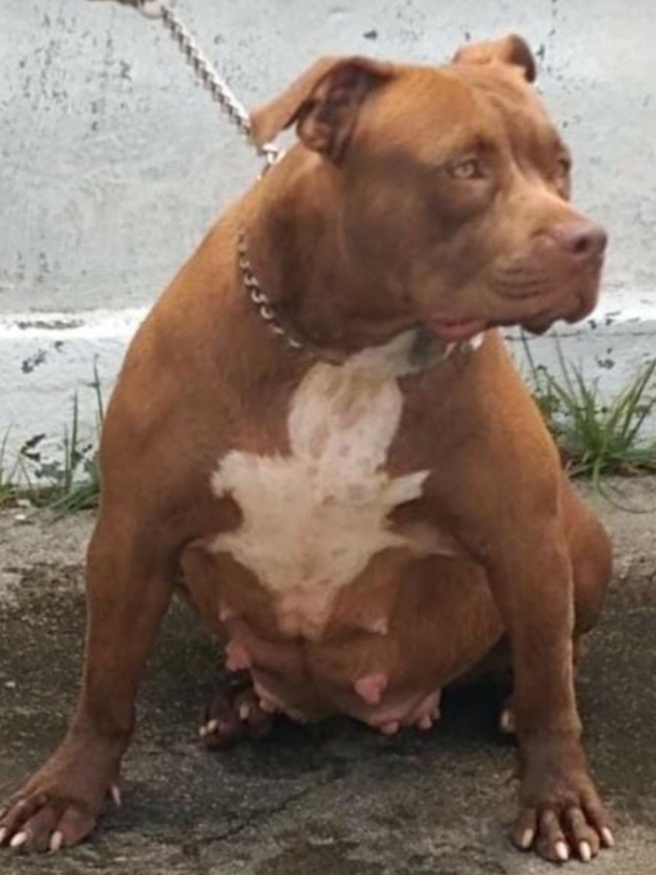 Photo of the dog