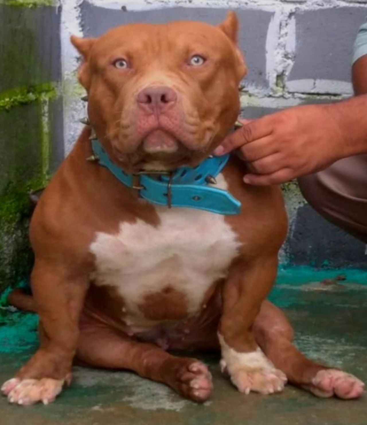 Photo of the dog