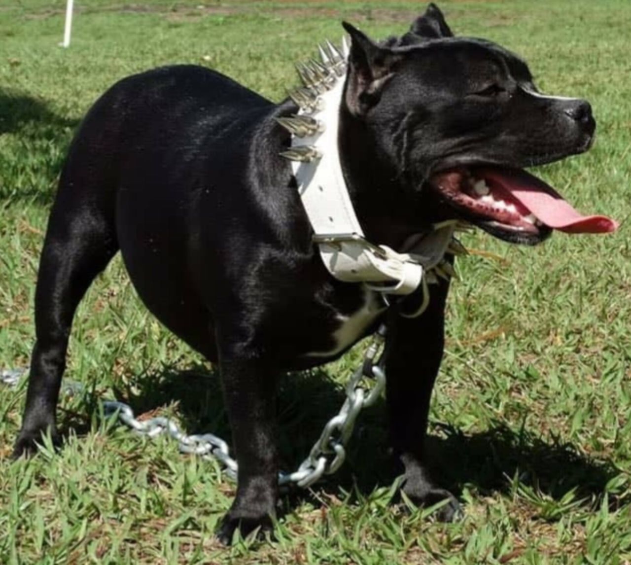 Photo of the dog