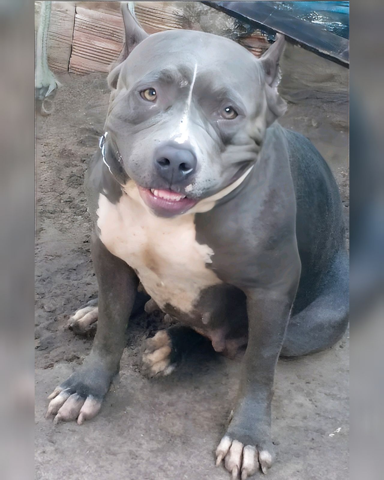 Photo of the dog