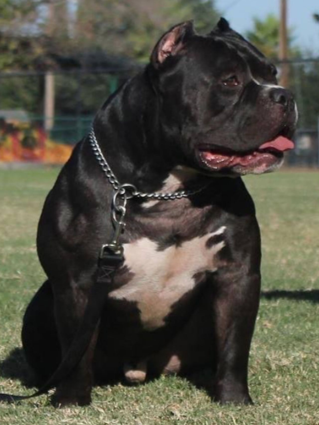 Photo of the dog