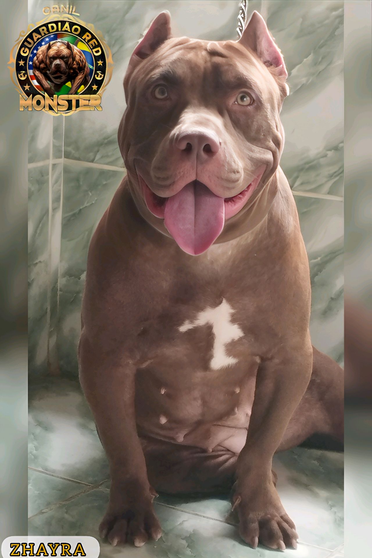 Photo of the dog
