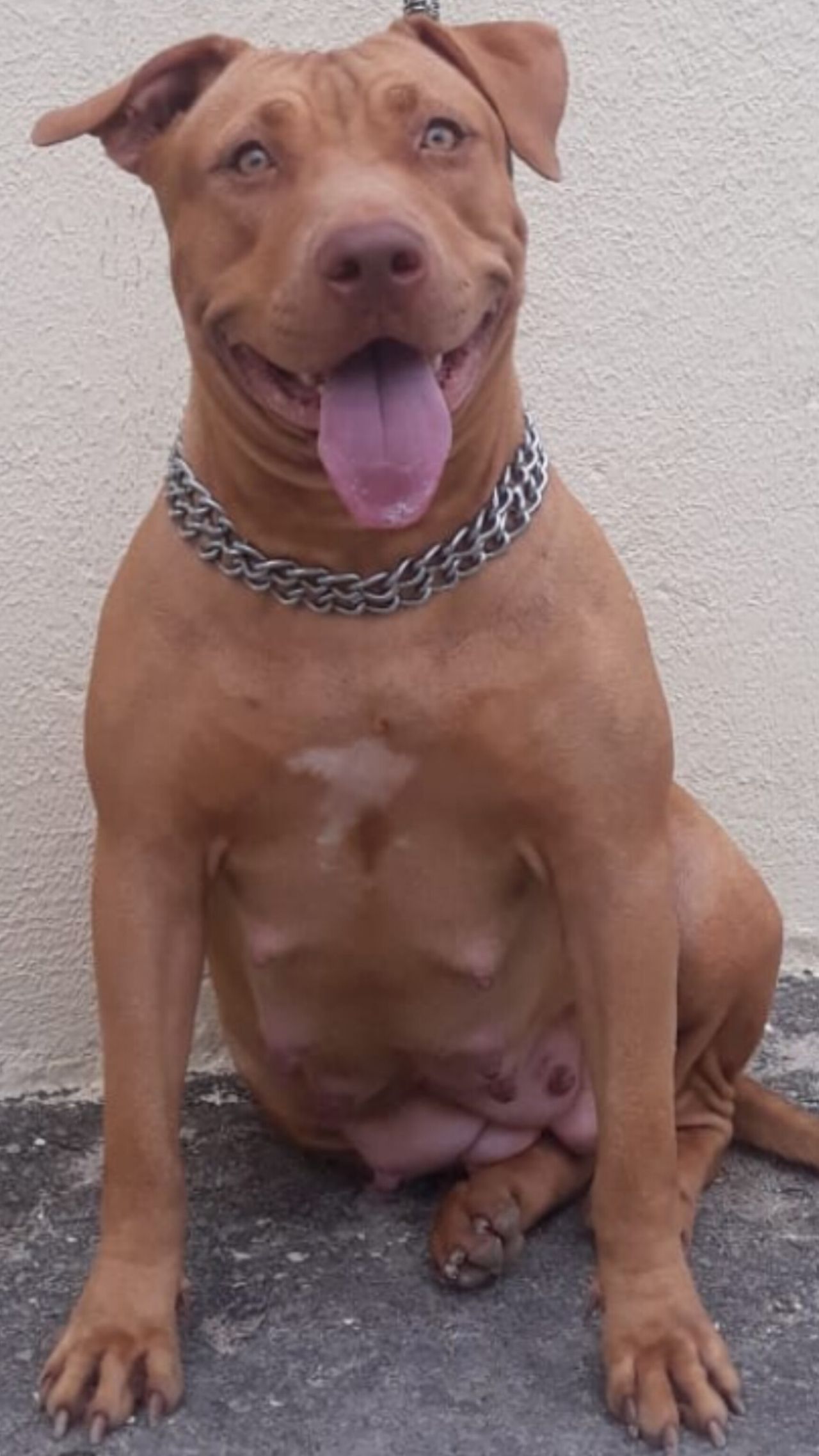 Photo of the dog