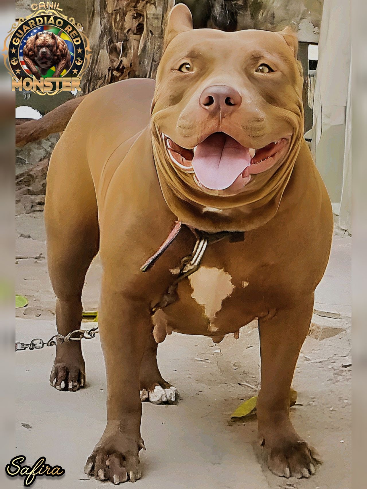 Photo of the dog