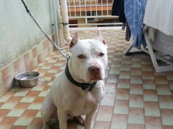 Photo of the dog