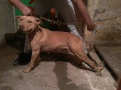 Photo of the dog