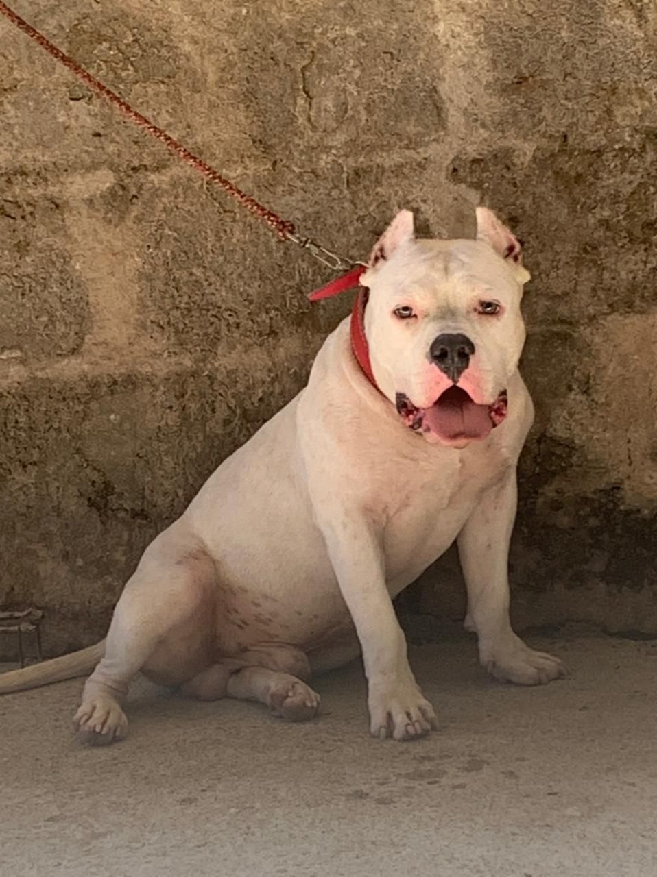 Photo of the dog