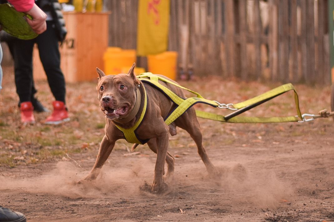 Photo of the dog