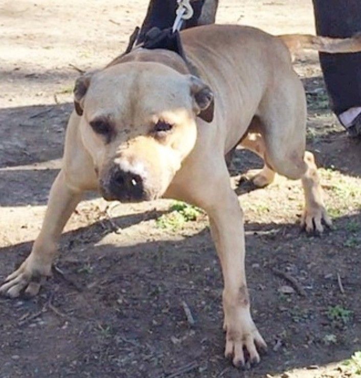 Photo of the dog