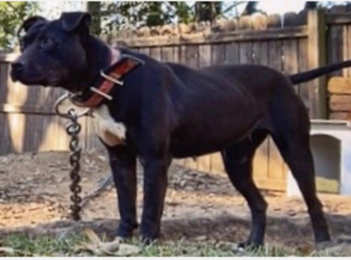 Photo of the dog