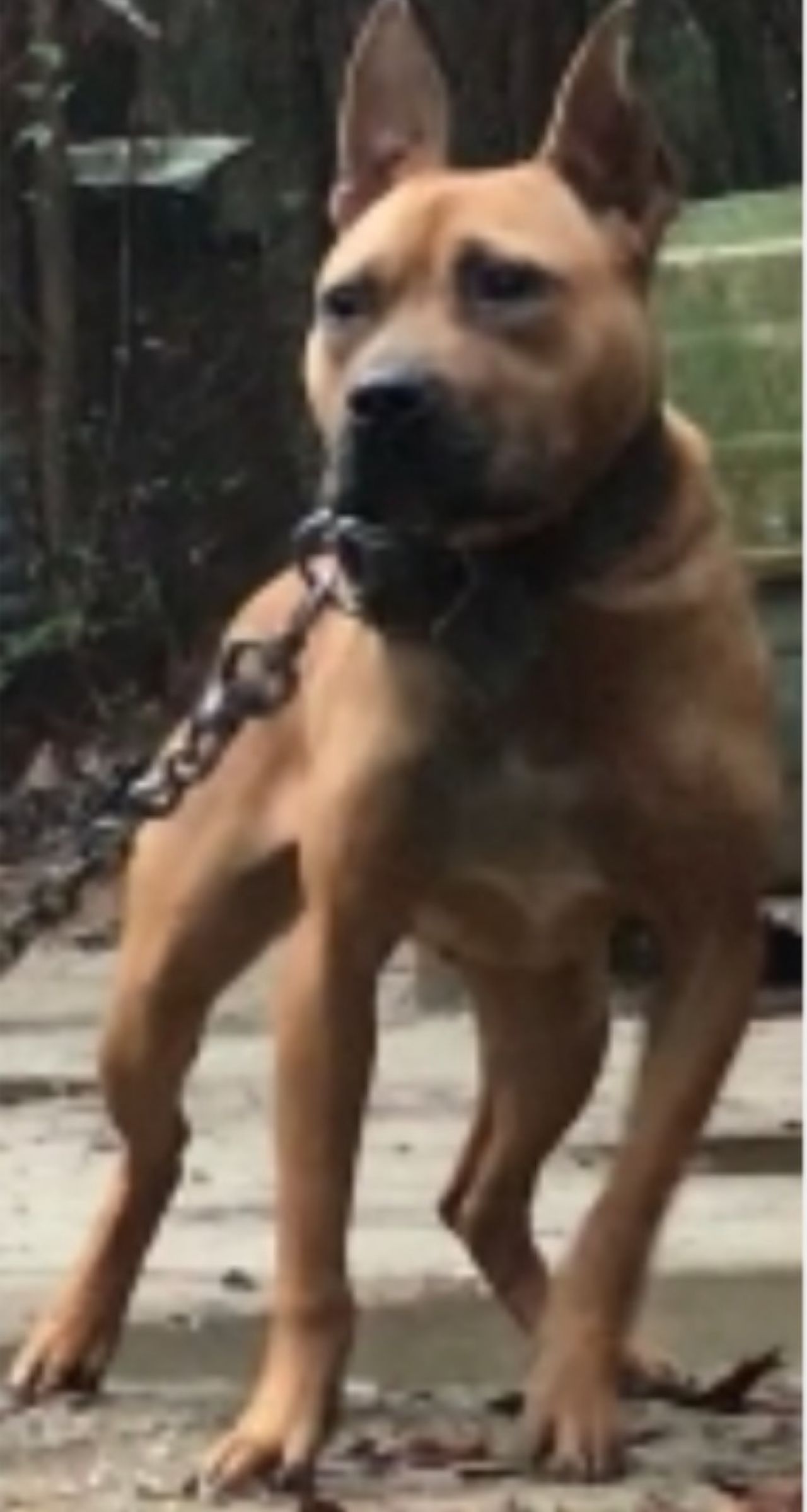 Photo of the dog