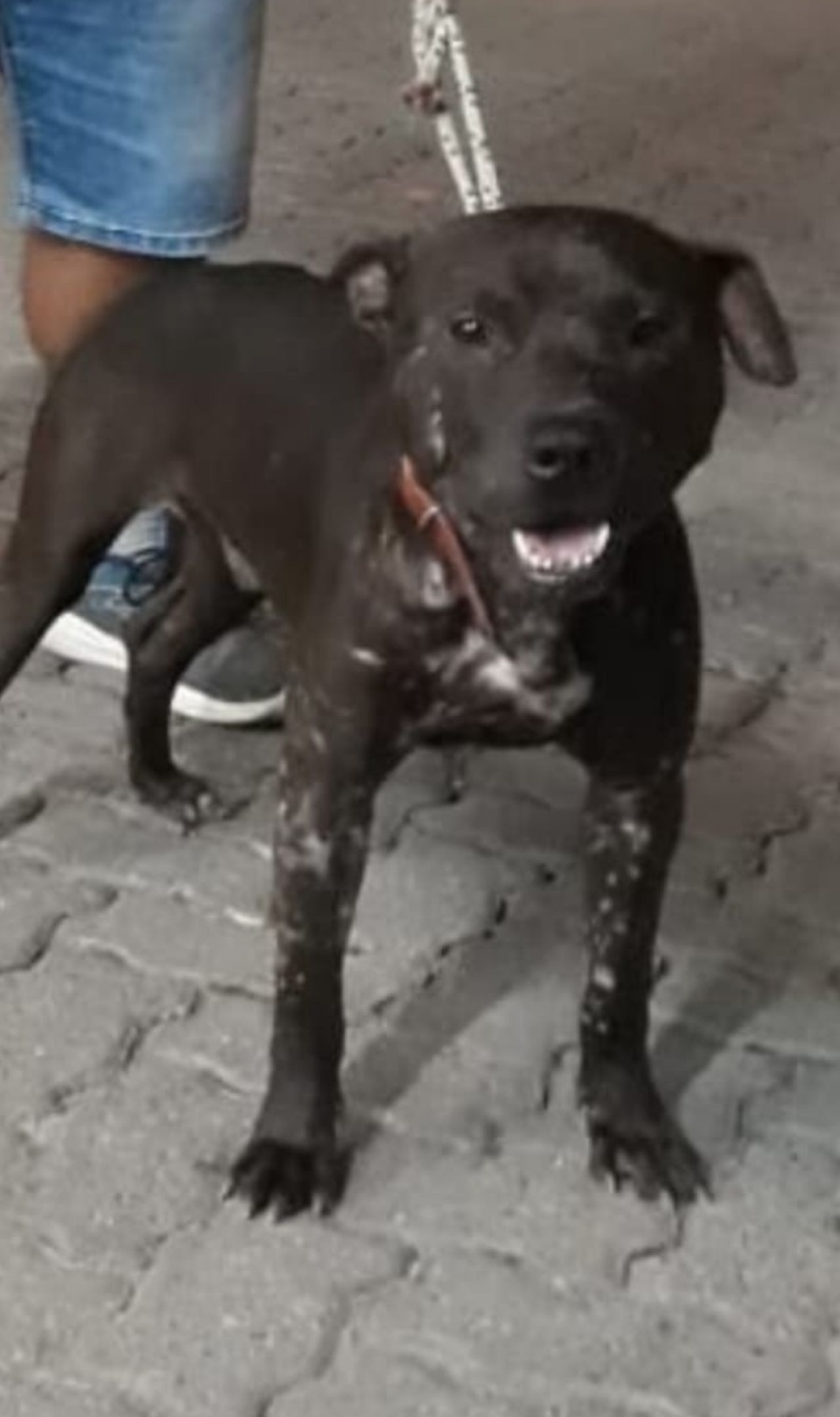 Photo of the dog