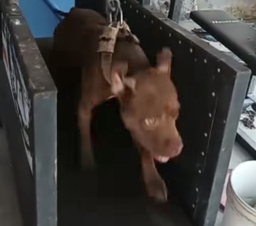 Photo of the dog