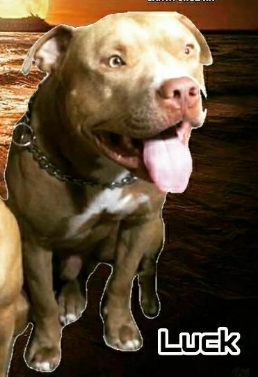 Photo of the dog