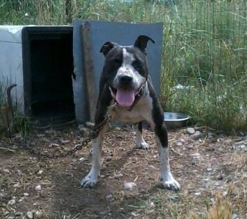 Photo of the dog