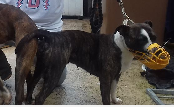 Photo of the dog